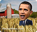 Obama-Wheat-Farm