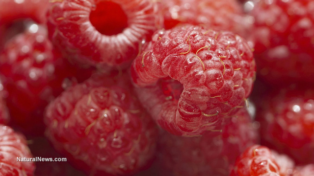 Raspberries-Red-Bulk-Fruit