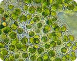 chlorella-microscope